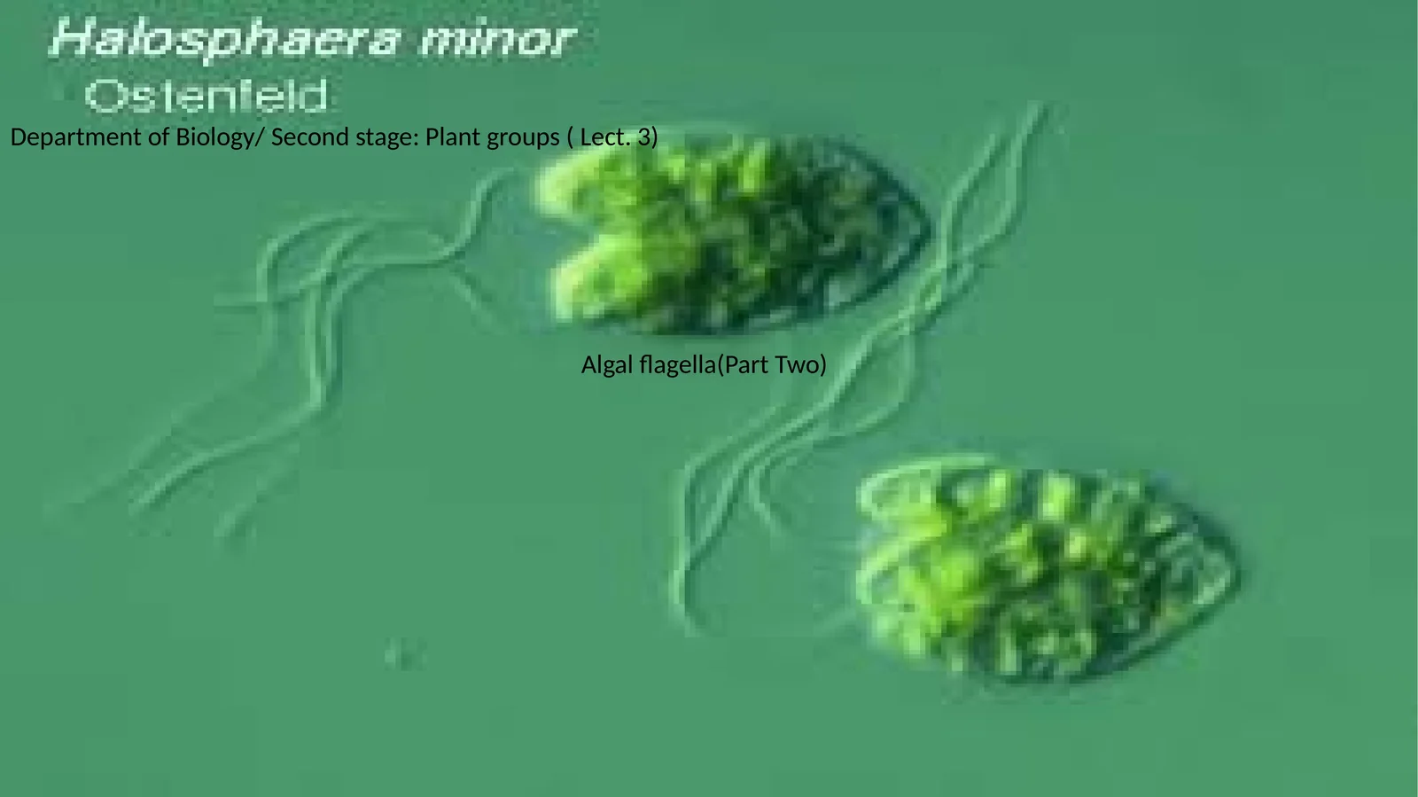 Reproduction in Algae