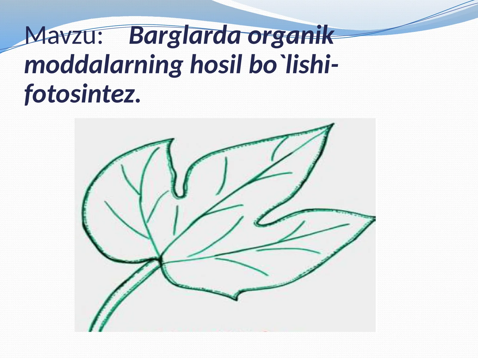 Barglarda organik moddalarning hosil bo`lishi-fotosintez