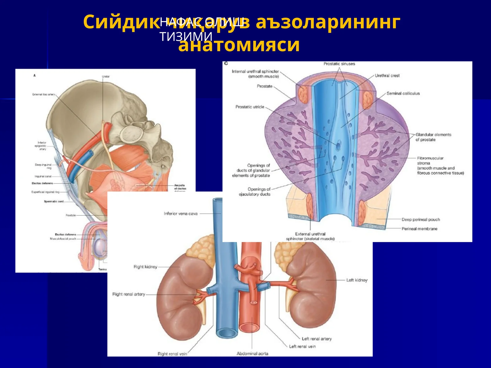 Сийдик чиқарув аъзоларининг анатомияси