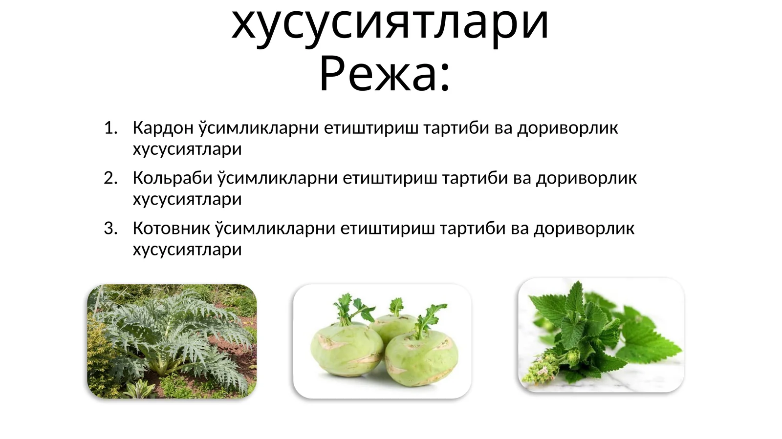 Маъруза-3. КАРДОН, КОЛЬРАБИ, КОТОВНИК ўсимликларни етиштириш тартиби ва дориворлик хусусиятлари