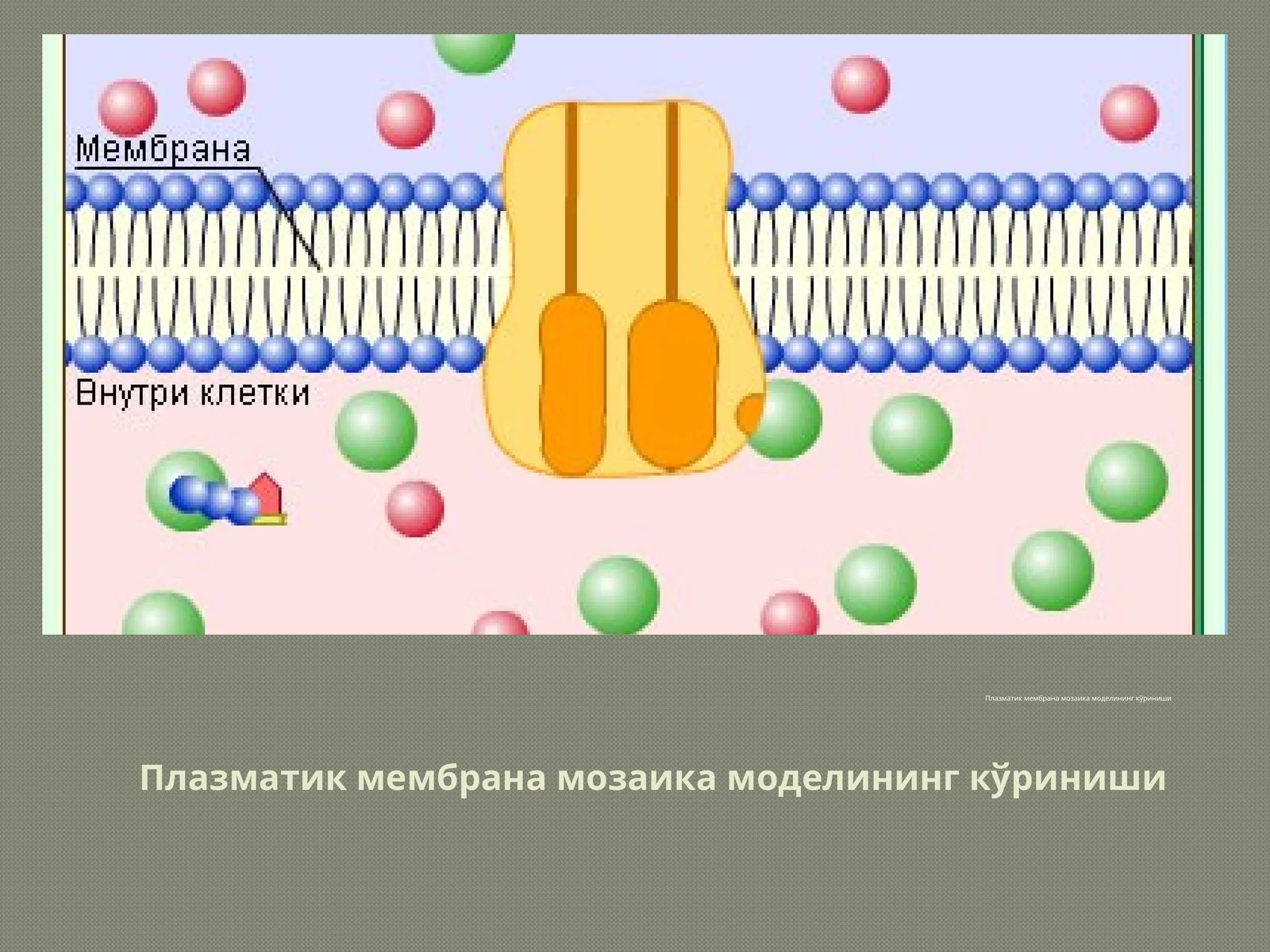 Плазматик мембрана мозаика модели