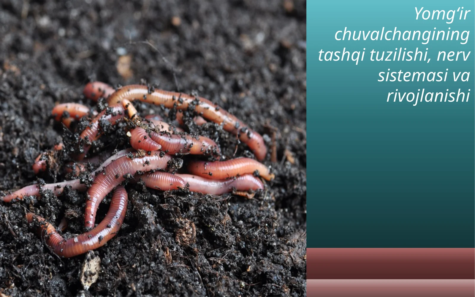 7-sinf Biologiya Yomg'ir chuvalchangi tashqi tuzilishi va nerv sistemasi dars taqdimot