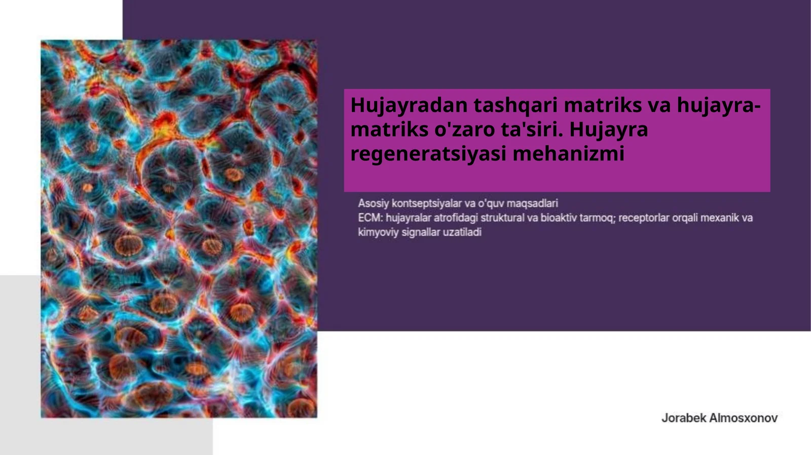 Hujayradan tashqari matriks va hujayra-matriks o'zaro ta'siri. Hujayra regeneratsiyasi mehanizmi
