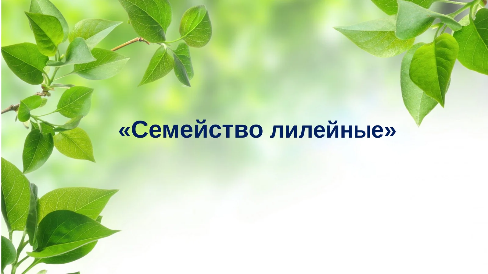 СемействолилейнЫе