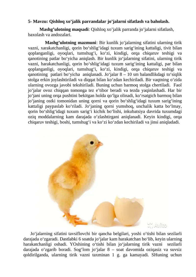 Qishloq xo’jalik parrandalar jo’jalarni sifatlash va baholash