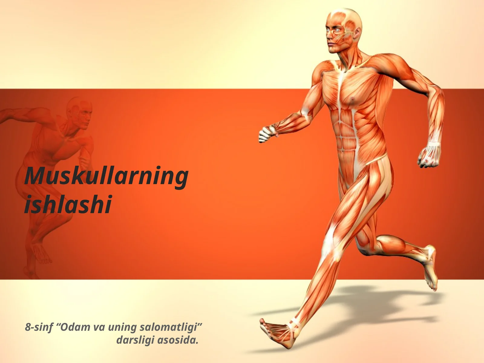 Muskullarning ishlashi