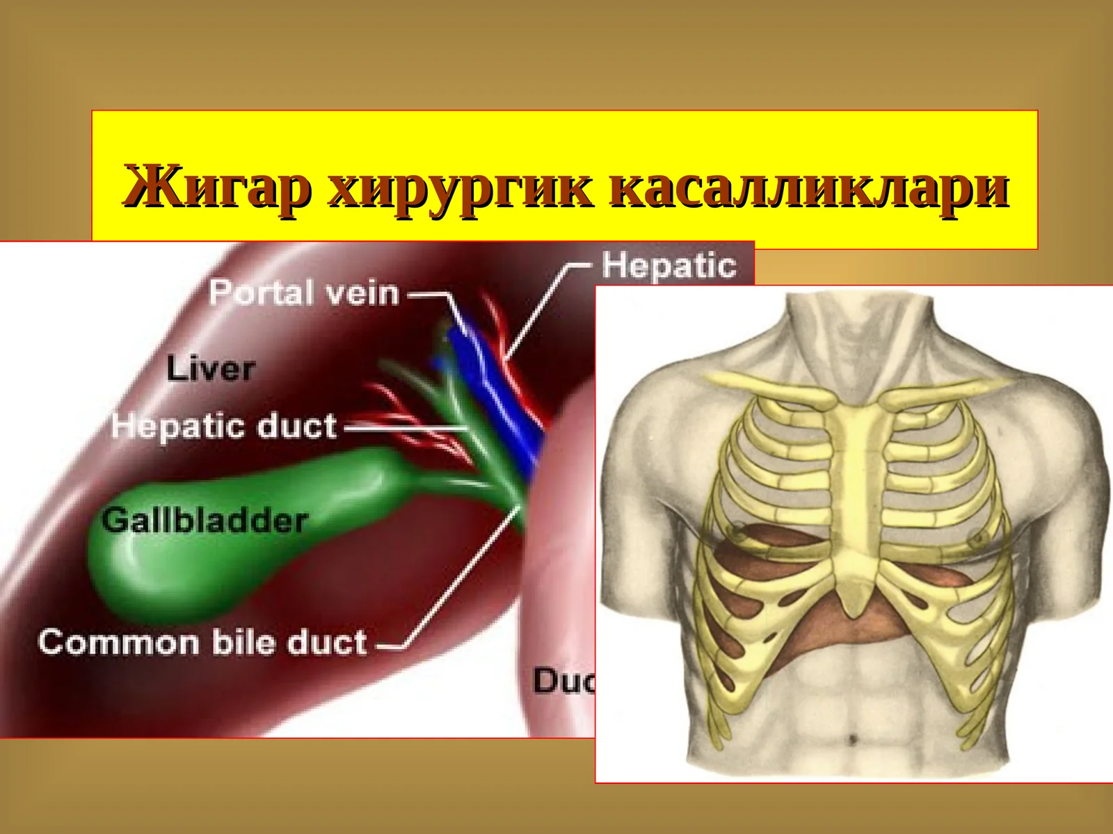Жигар хирургик касалликлари