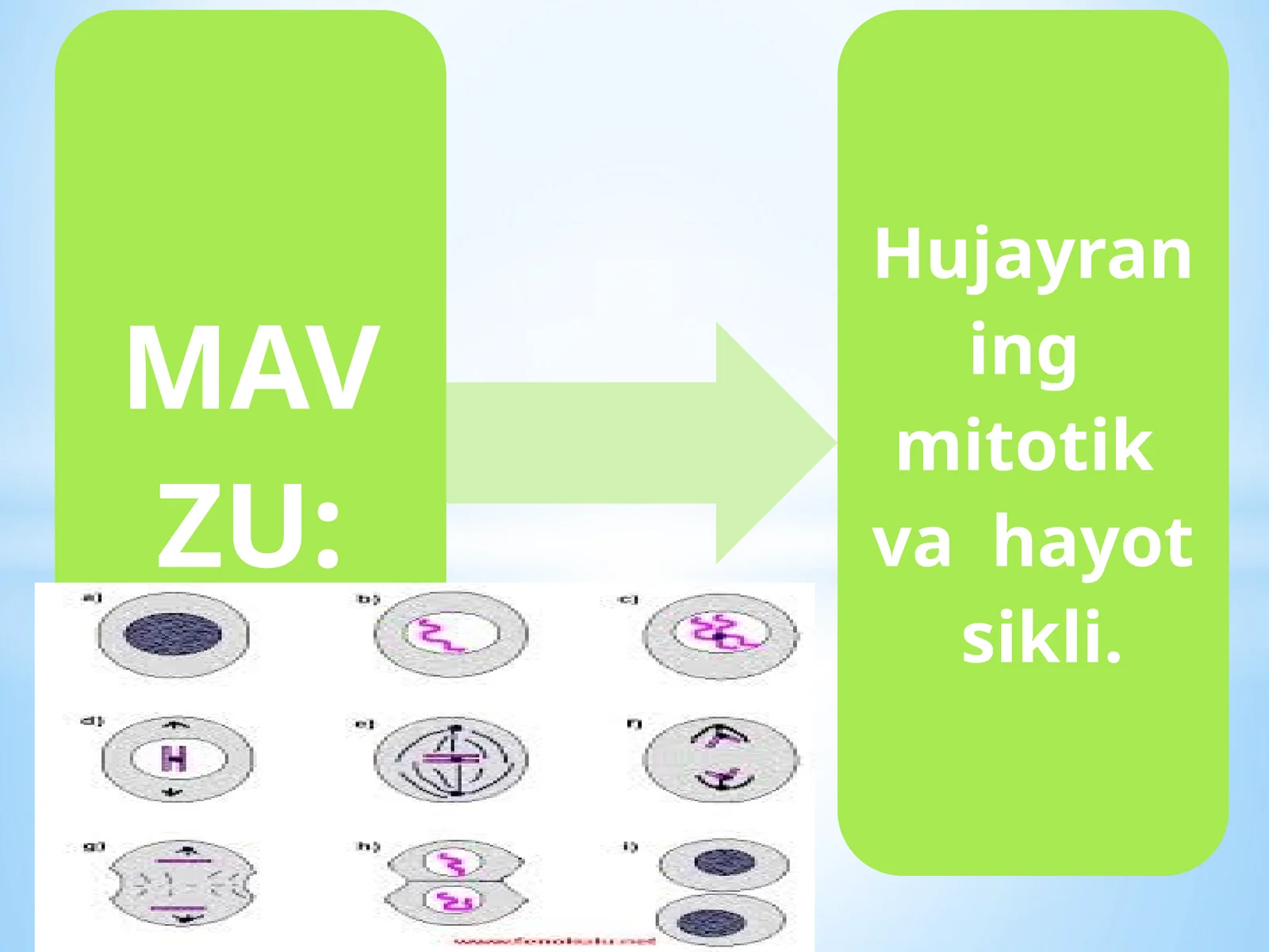 Hujayraning qayta tiklanishi
