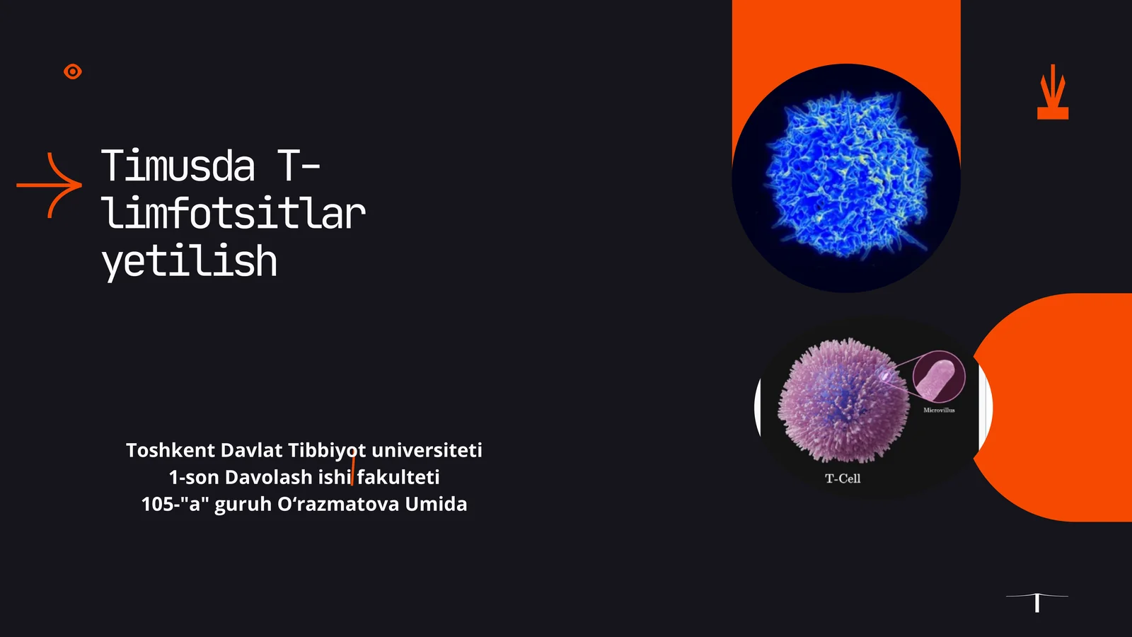 Timusda T-limfotsitlar yetilish