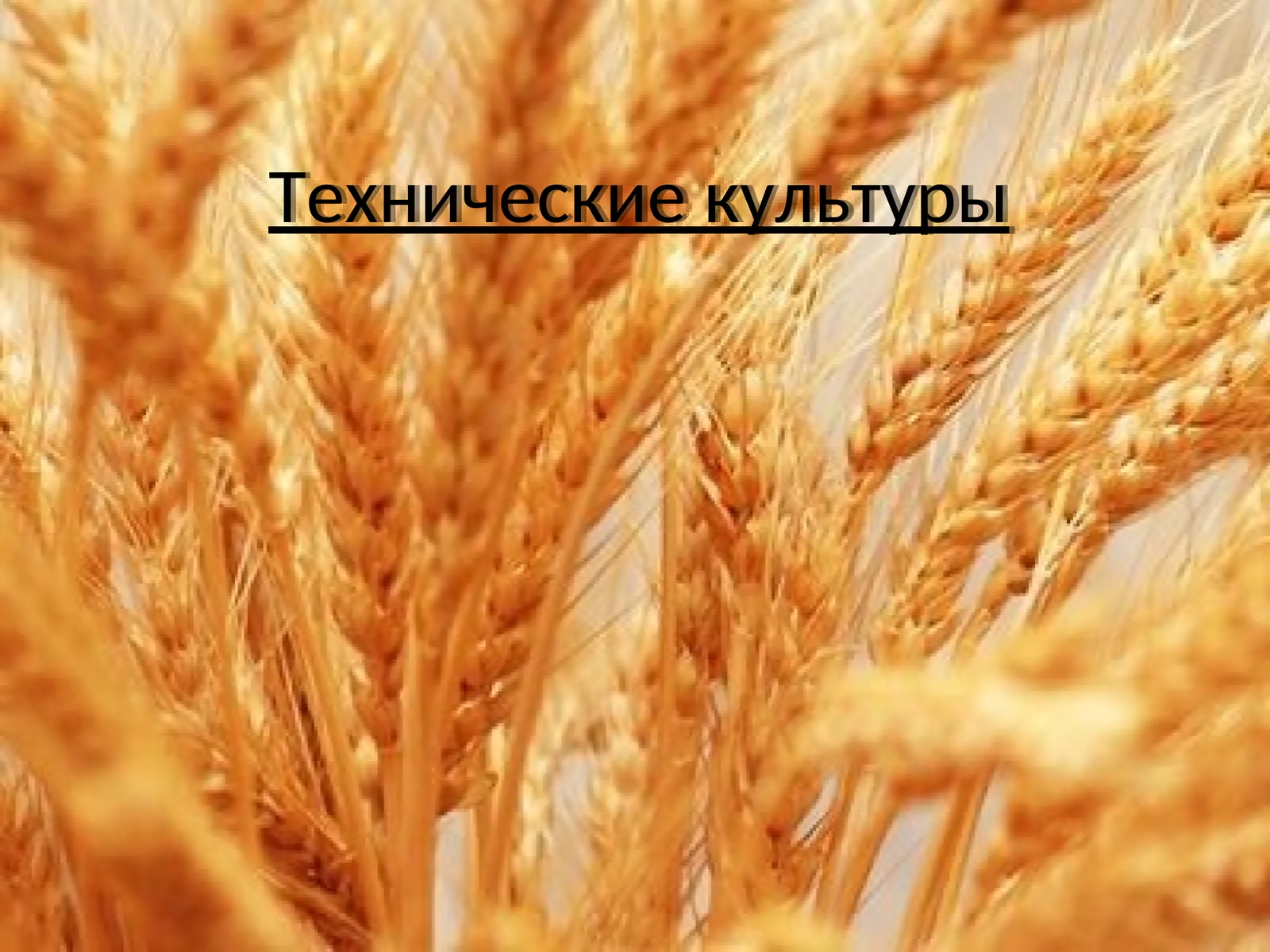 Технические культуры