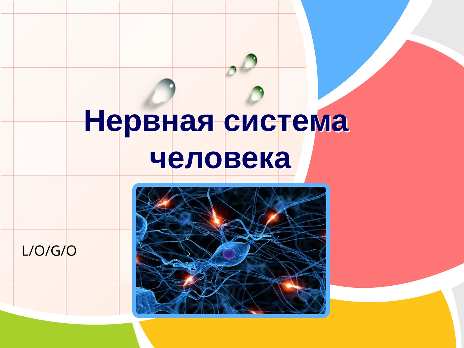 Нервная система человека