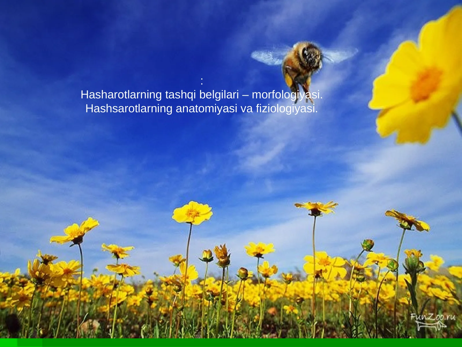 Hasharotlarning tashqi belgilari – morfologiyasi