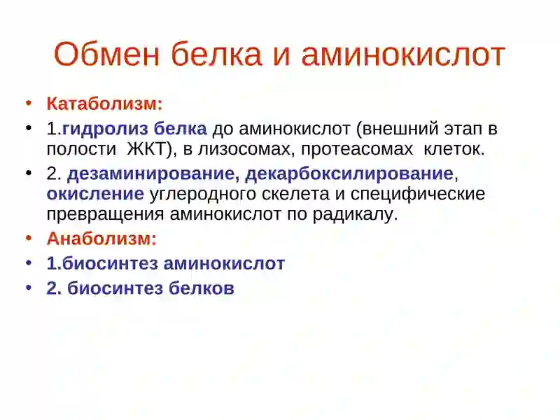 Обмен белка и аминокислот