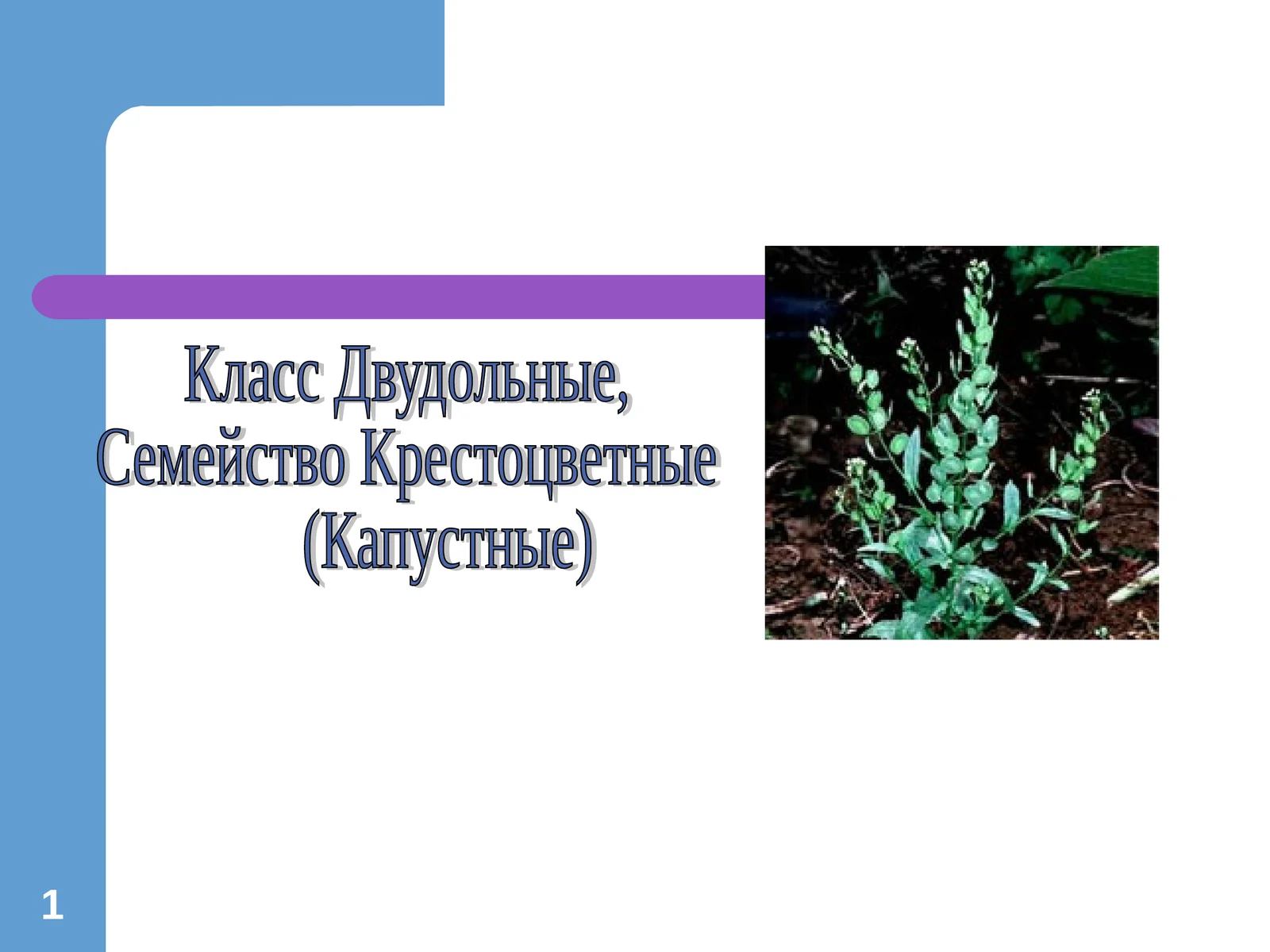 Крестоцветные