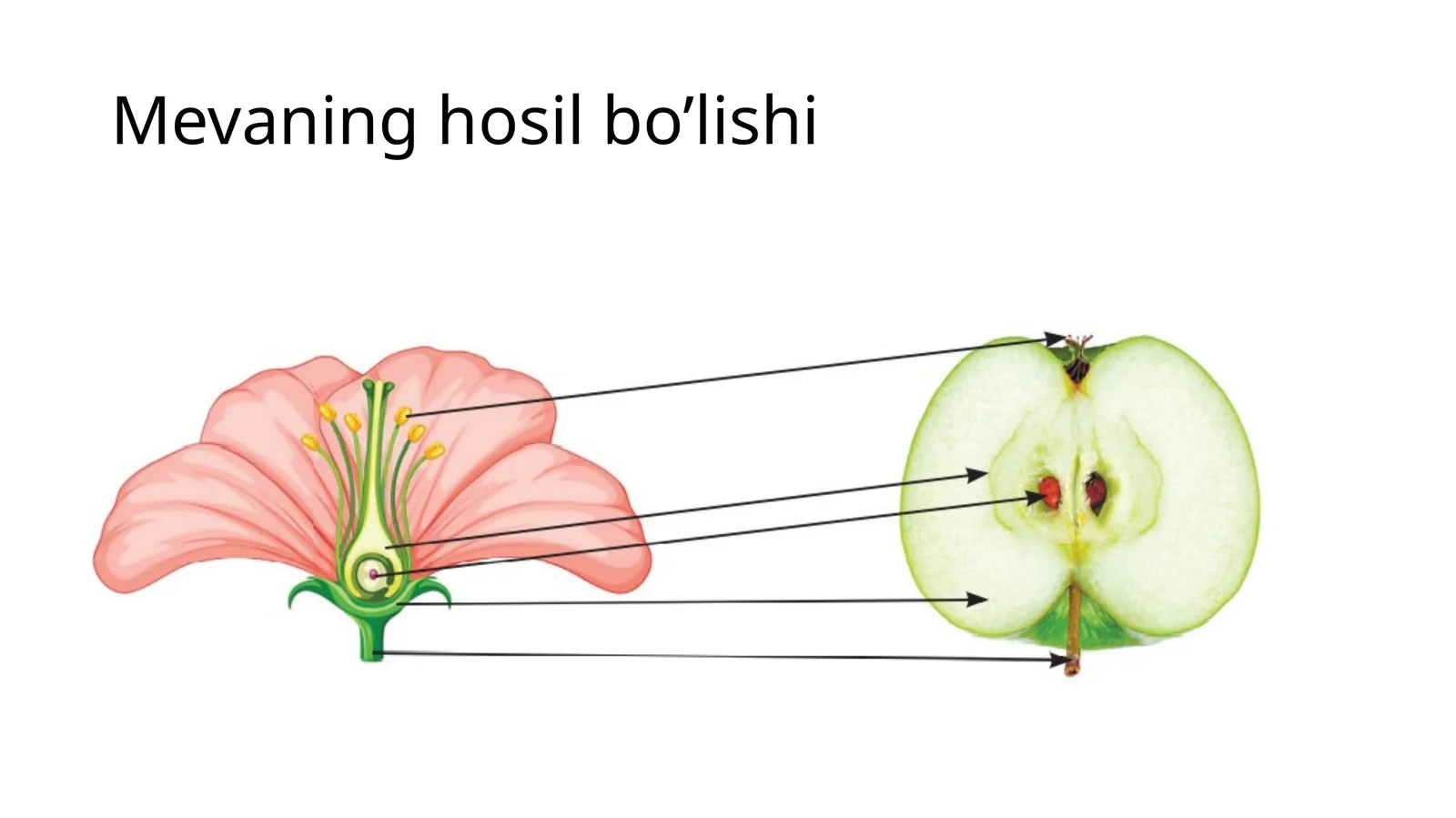 Mevaninghosilbo’lishi