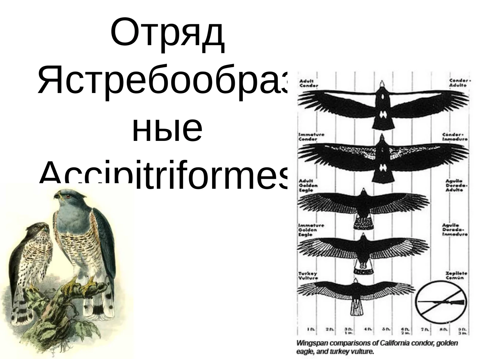 Черный коршун