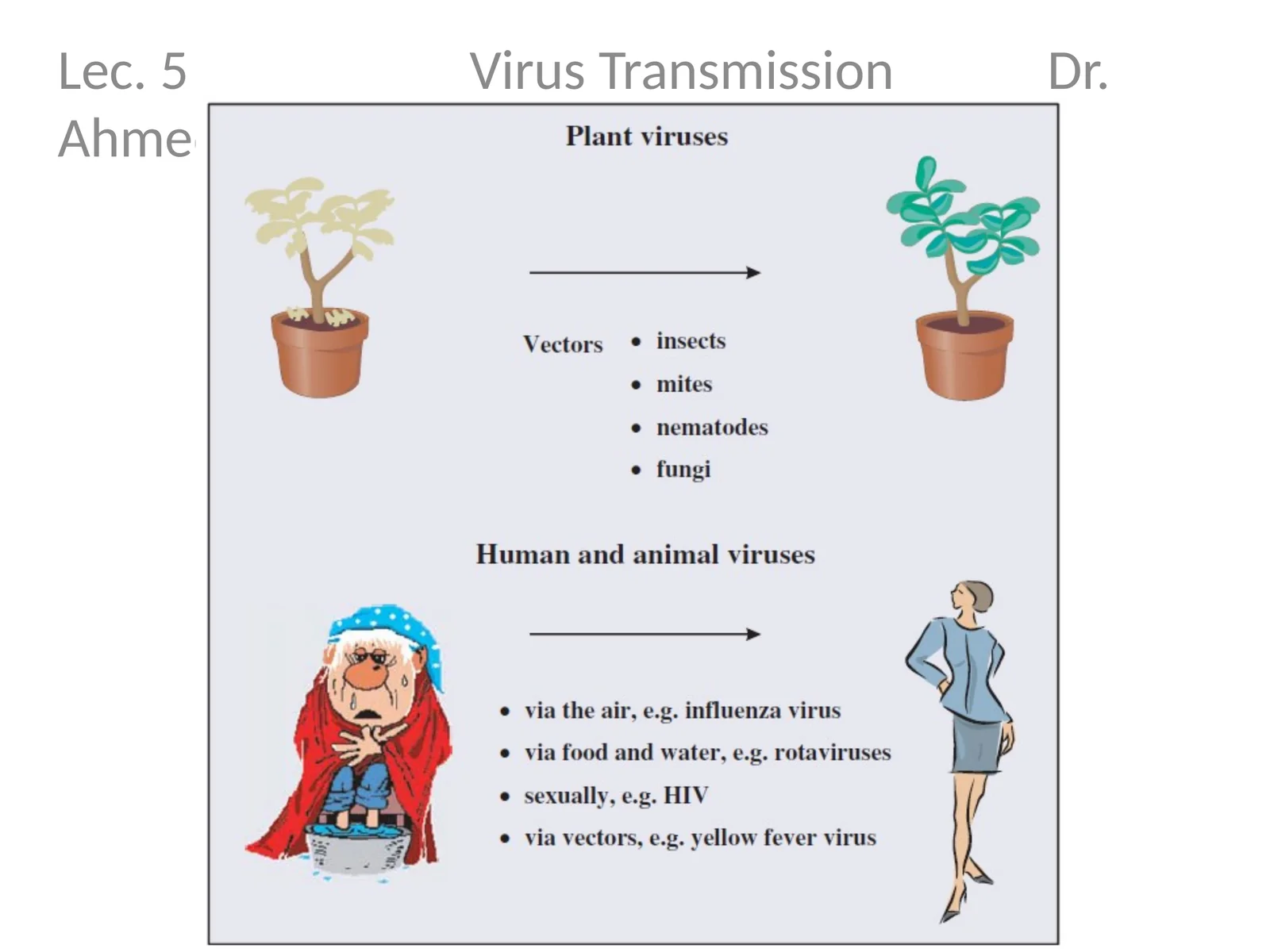Lec. 5 Virus Transmission Dr. Ahmed K. Ali