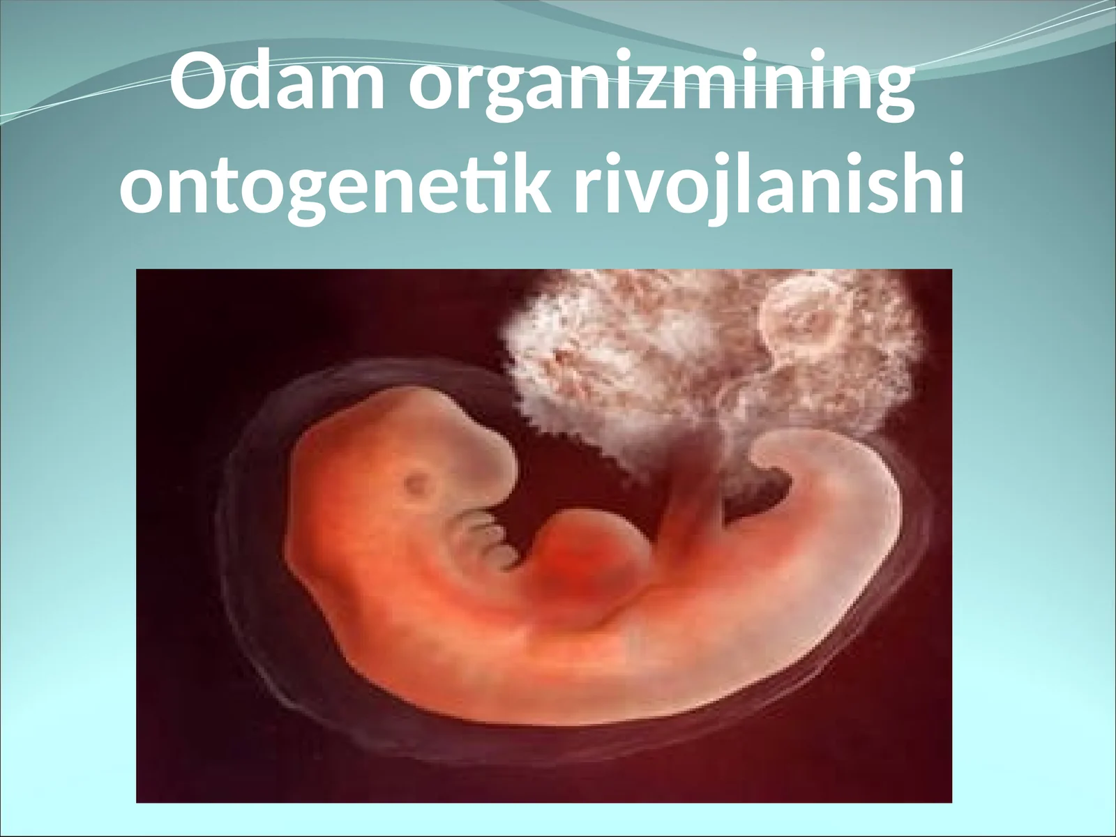 Odam organizmining ontogenetik rivojlanishi