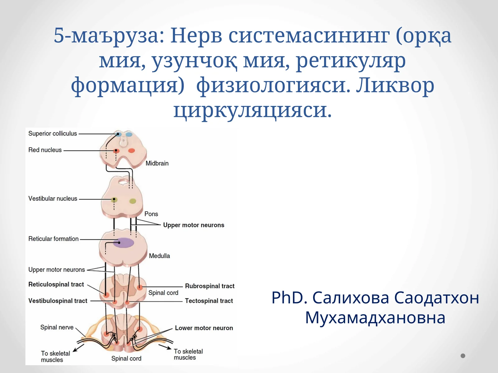 Нервсистемасининг(орқа мия, узунчоқ мия, ретикуляр формация)физиологияси