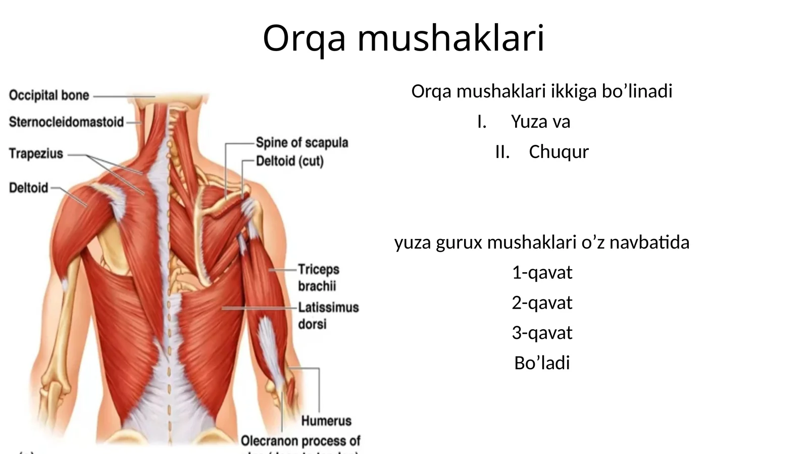 Orqamushaklari