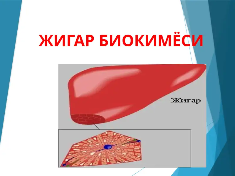 Жигар биохимёси