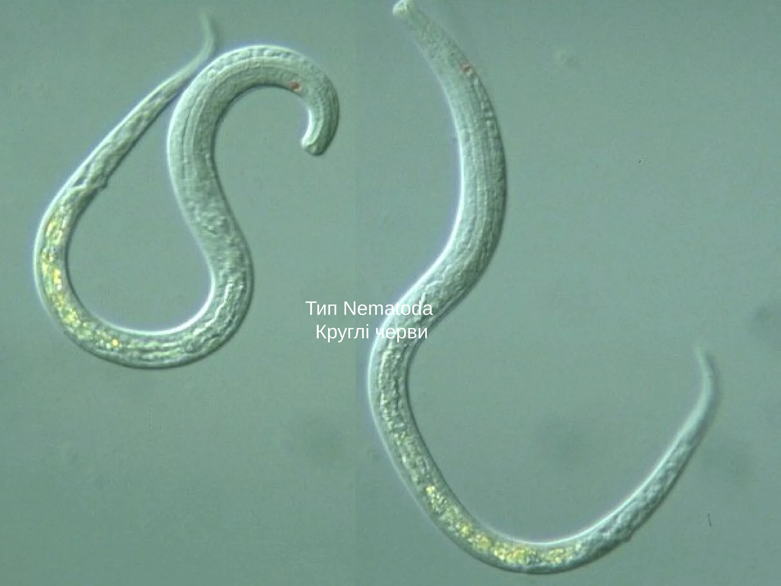 Nematoda
