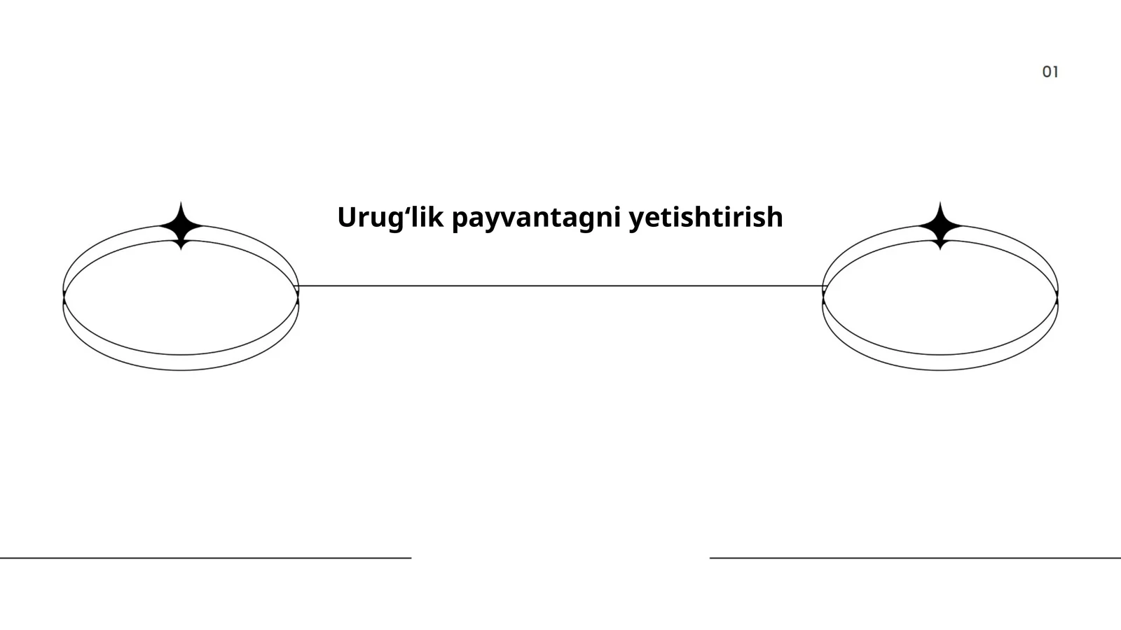 Urugʻlik payvantagni yetishtirish