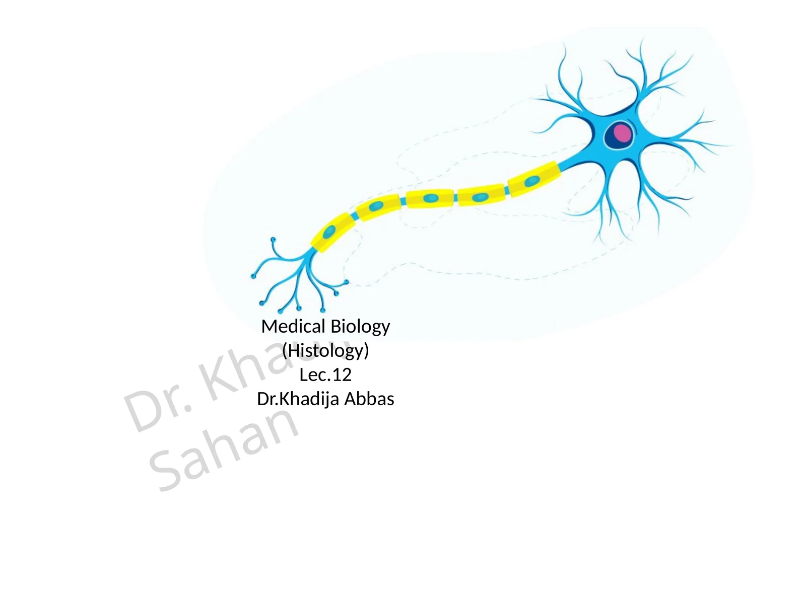 Medical Biology (Histology)Lec.12