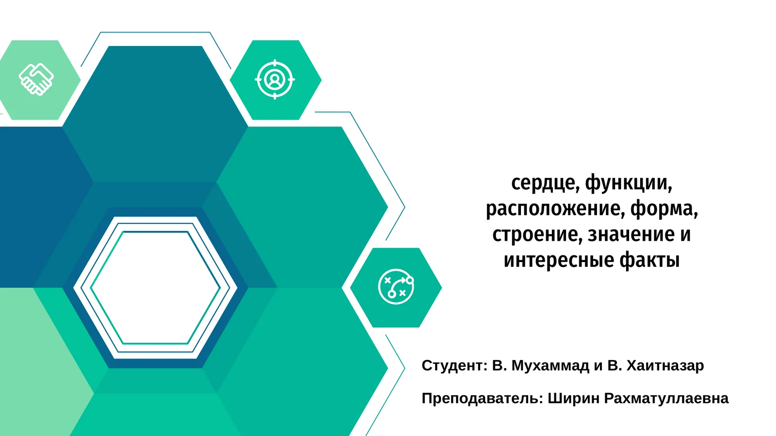 Функции и строение сердца