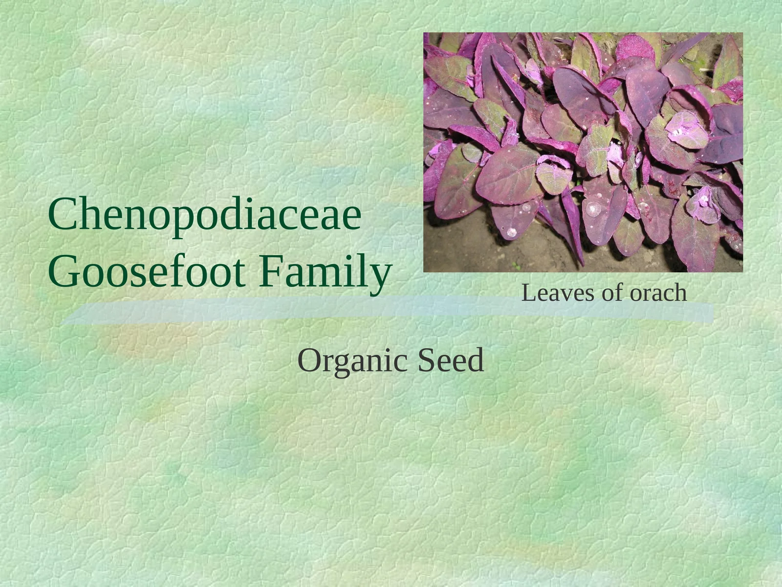 Chenopodiaceae (Goosefoot Family) Organic Seed