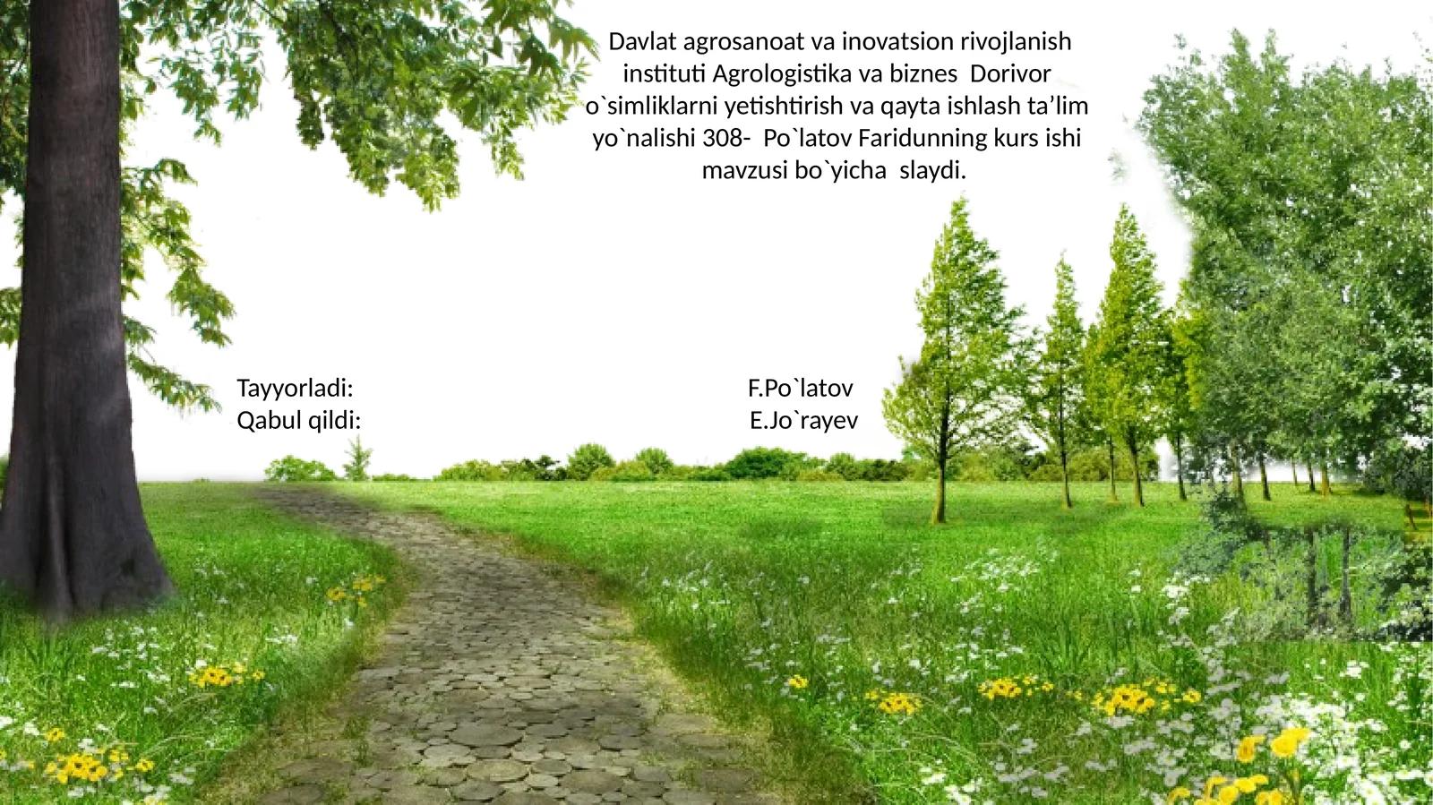 Oddiy bo‘yma daro‘no‘simligining bioekologiyasi vako‘chachligi