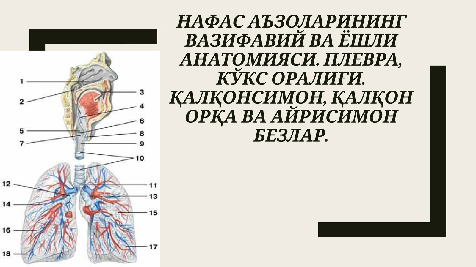 НАФАС АЪЗОЛАРИНИНГ ВАЗИФАВИЙ ВА ЁШЛИ АНАТОМИЯСИ. ПЛЕВРА, КЎКС ОРАЛИҒИ. ҚАЛҚОНСИМОН, ҚАЛҚОН ОРҚА ВА АЙРИСИМОН БЕЗЛАР