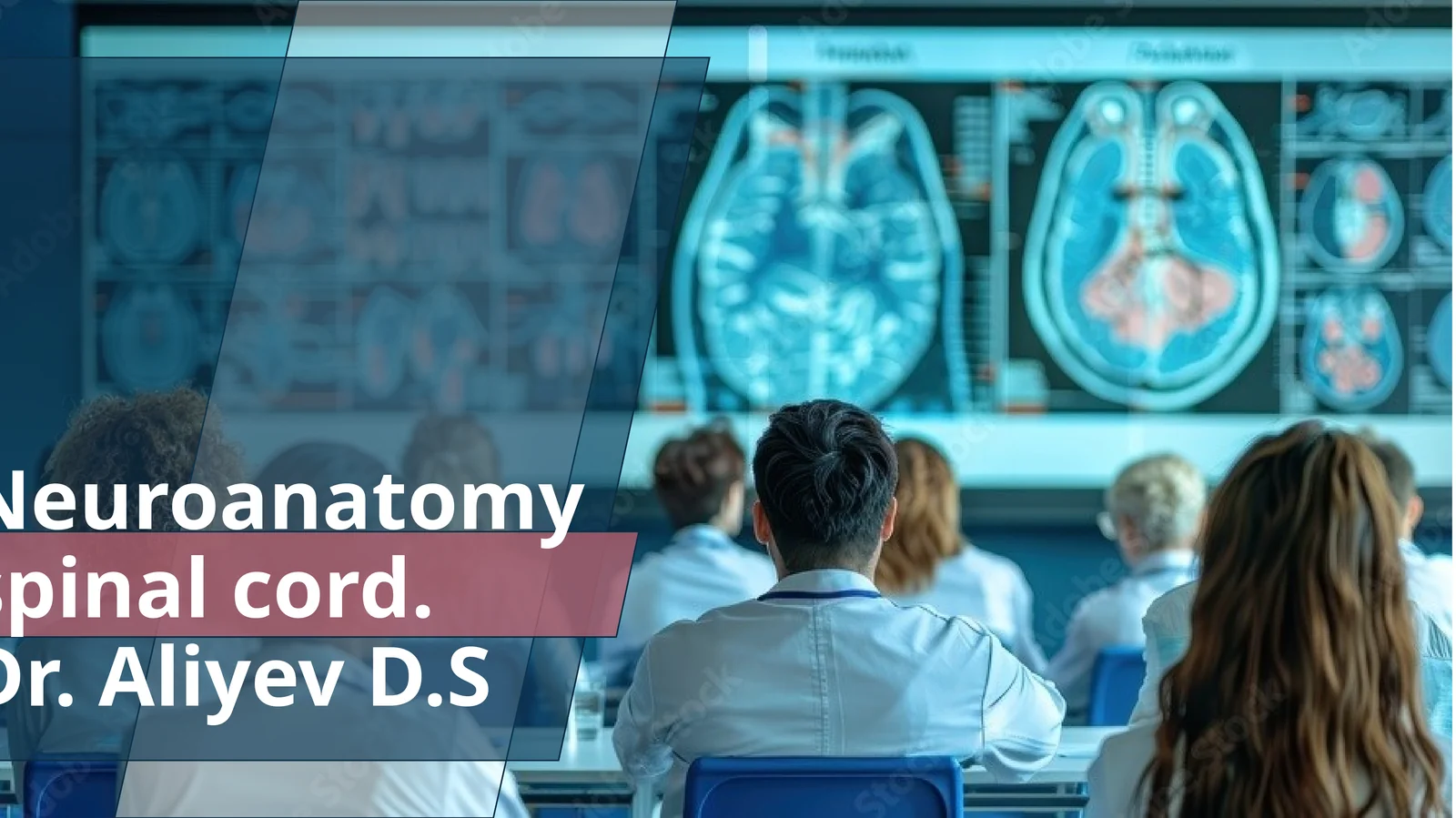 Neuroanatomy spinal cord.Dr. Aliyev D.S