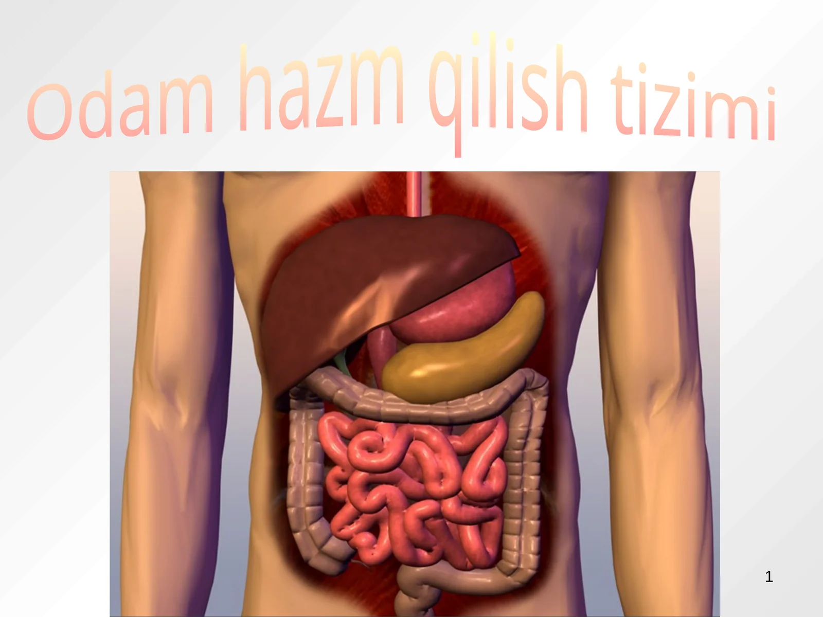Hazm qilish tizimi