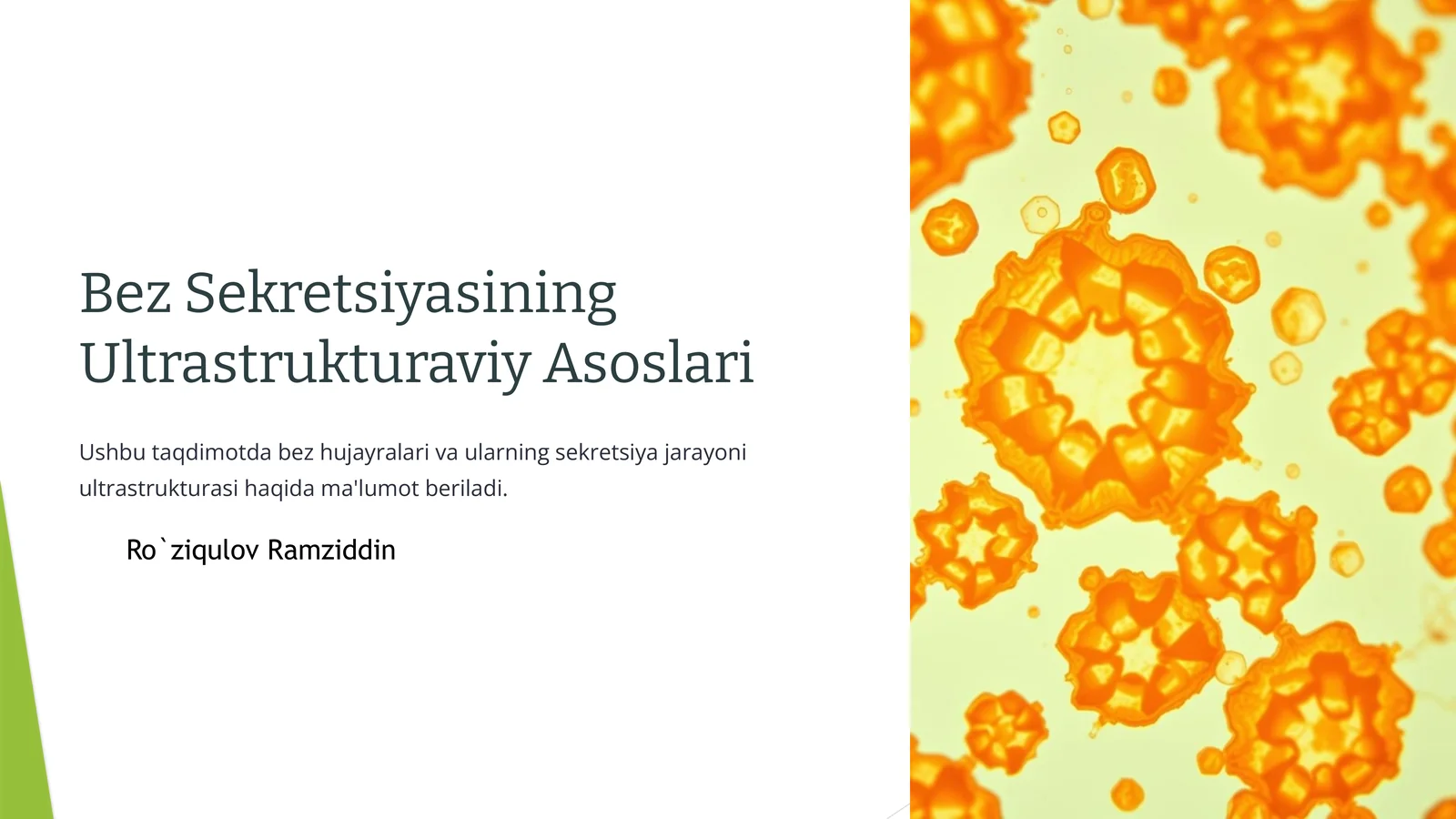 Bez Sekretsiyasining Ultrastrukturaviy Asoslari