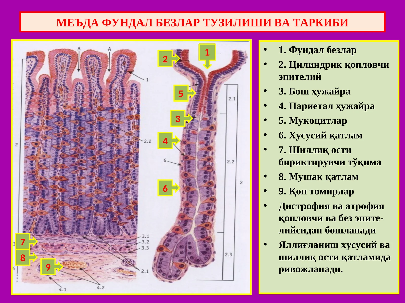 МЕЪДА ФУНДАЛ БЕЗЛАР ТУЗИЛИШИ ВА ТАРКИБИ