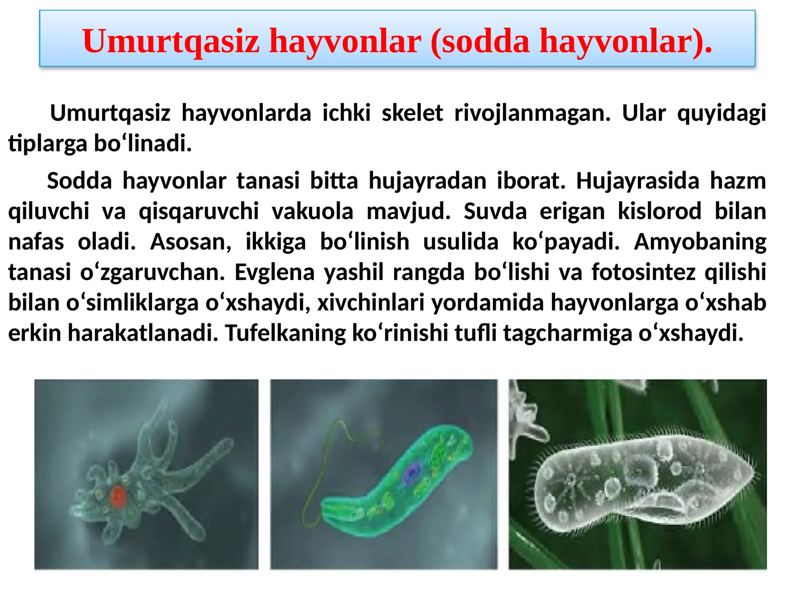 Umurtqasiz hayvonlar (soddahayvonlar)