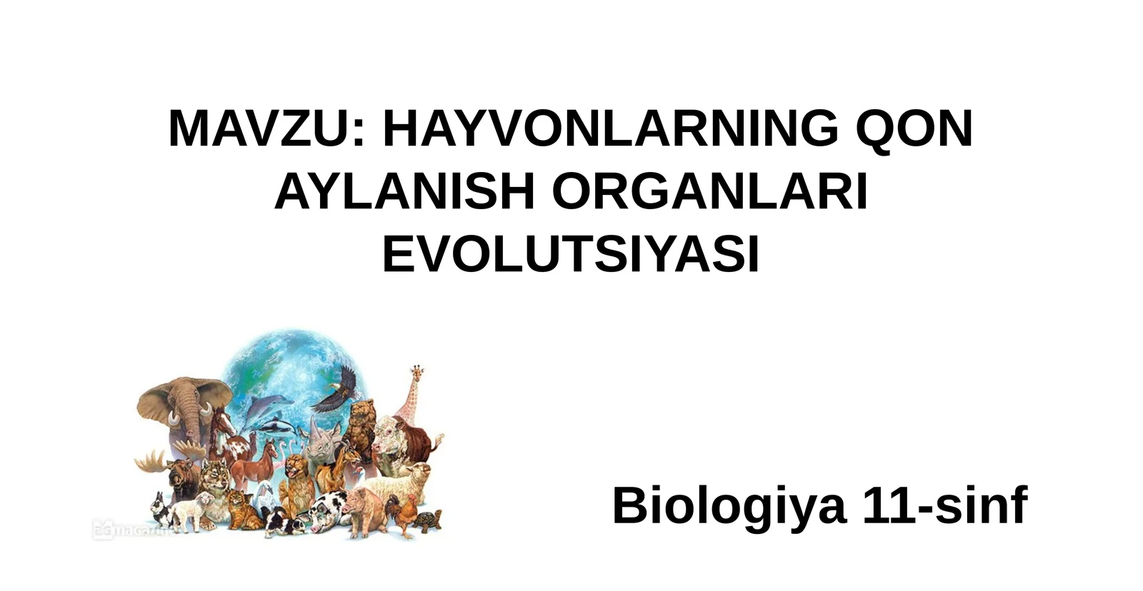 HAYVONLARNING QON AYLANISHORGANLARIEVOLUTSIYASI