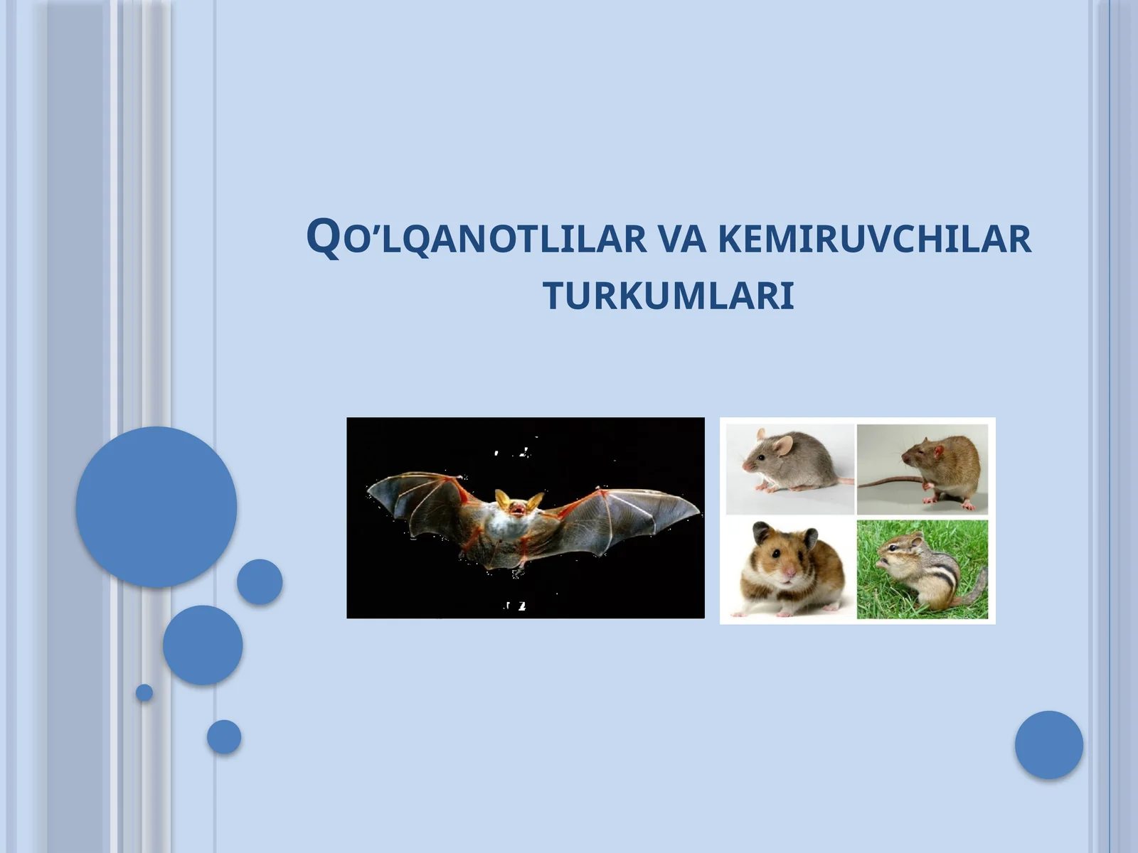 Qo’lqanotlilar vakemiruvchilar turkumlari