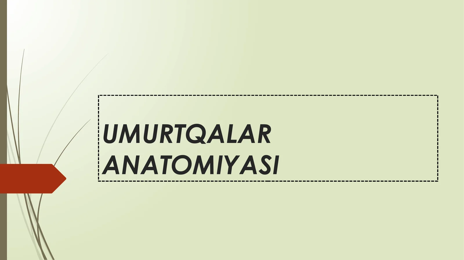 UMURTQALAR ANATOMIYASI
