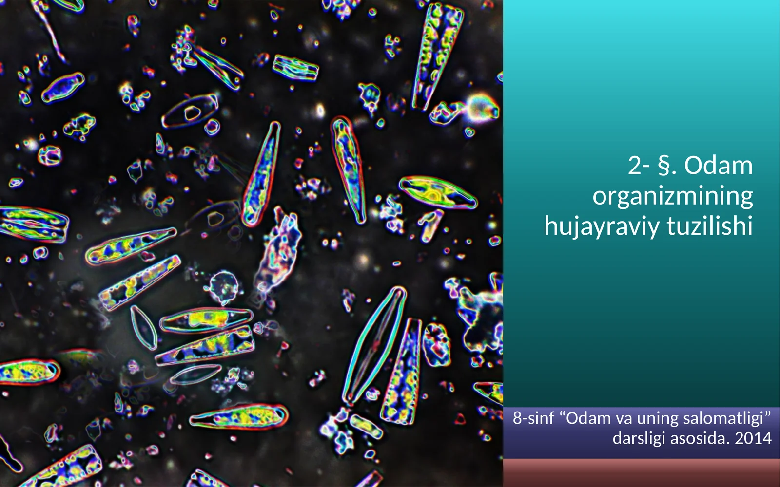 Odam organizmining hujayraviy tuzilishi