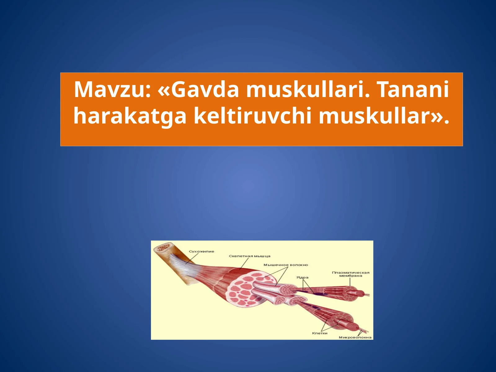 Gavda muskullari. Tanani harakatga keltiruvchi muskullar