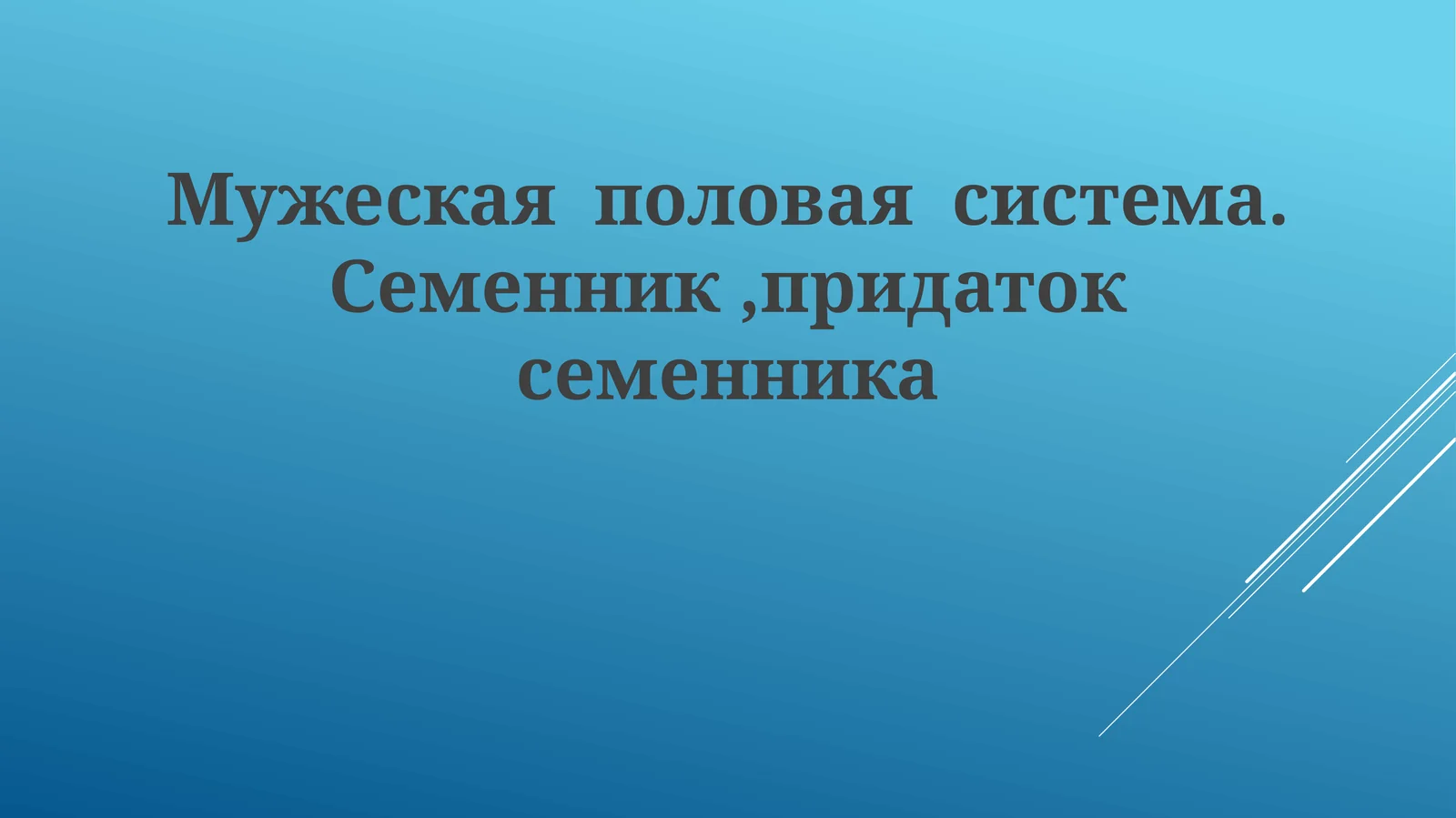Мужеская половая система. Семенник, придаток семенника