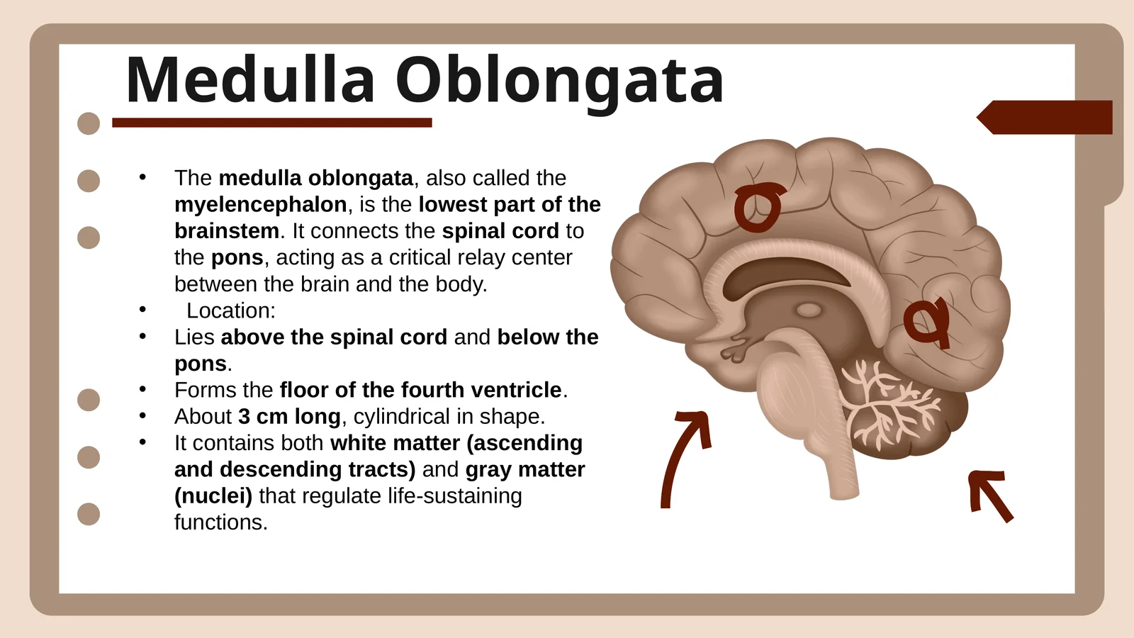Medulla Oblongata