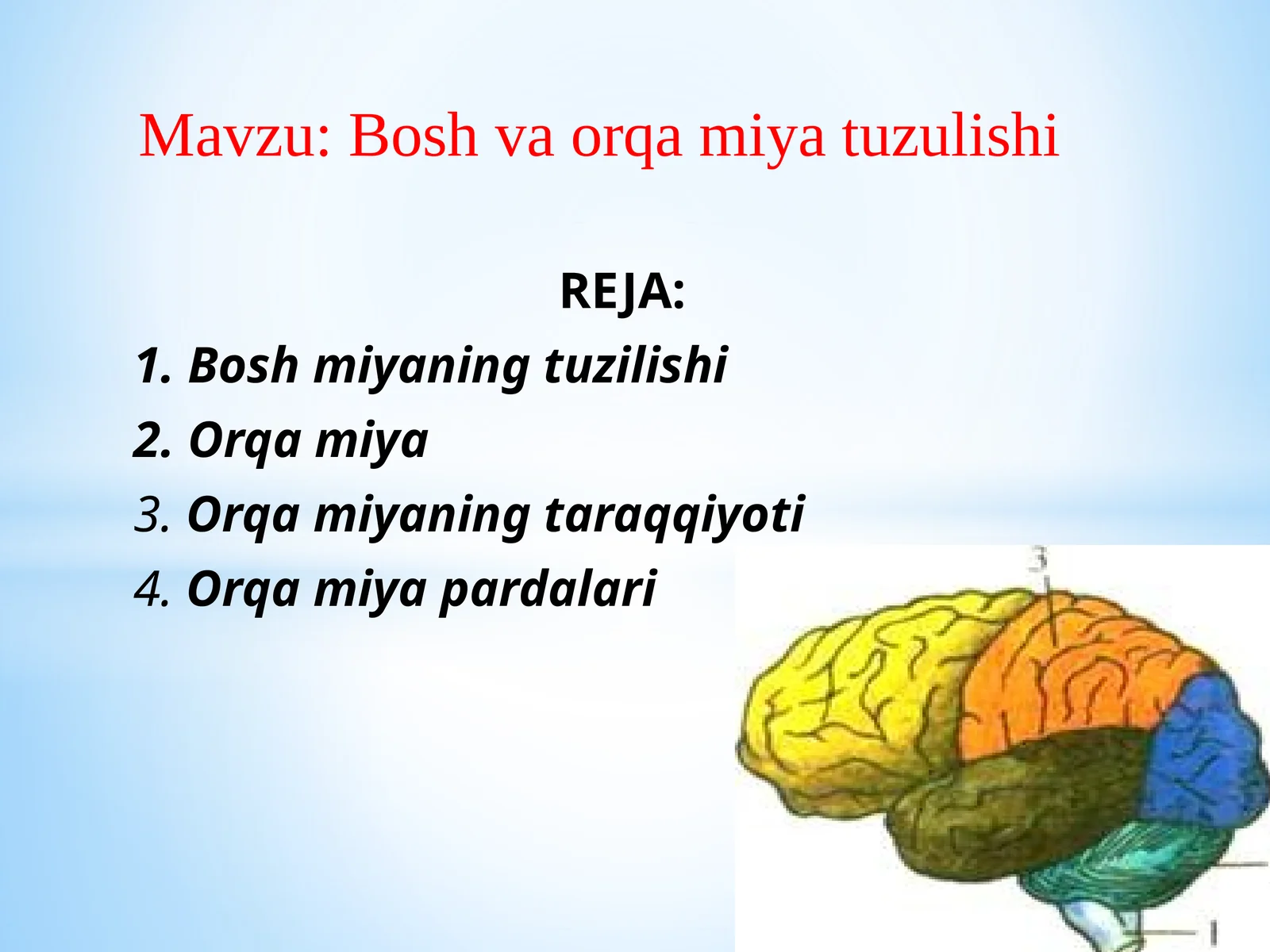 Boshvaorqamiyatuzulishi
