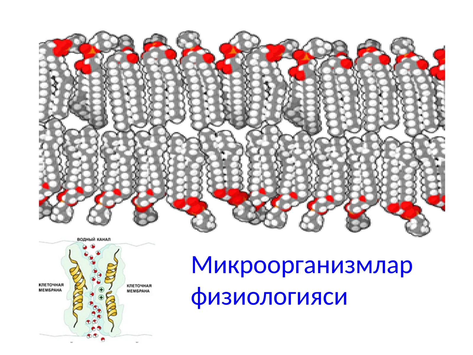 Микроорганизмлар физиологияси