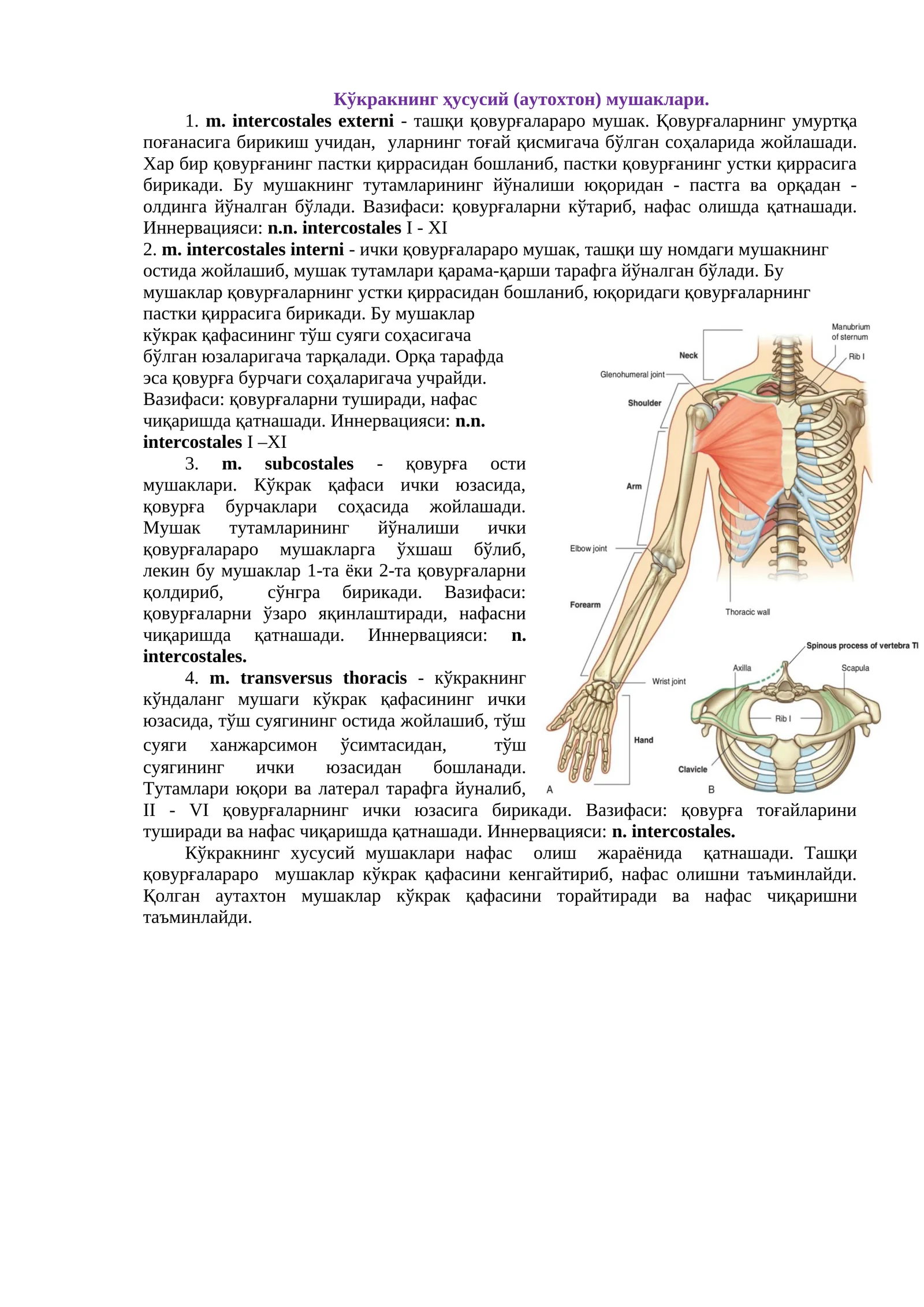 Кўкракнинг ҳусусий (аутохтон) мушаклари