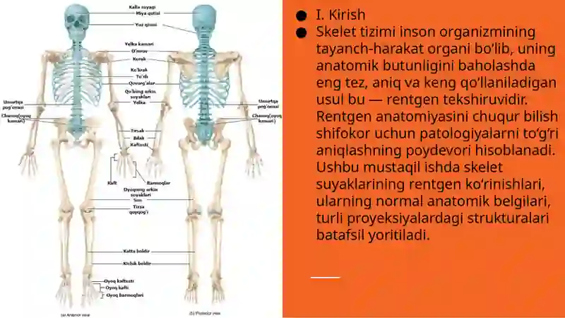 Skelet suyaklarining rentgen anatomiyasi