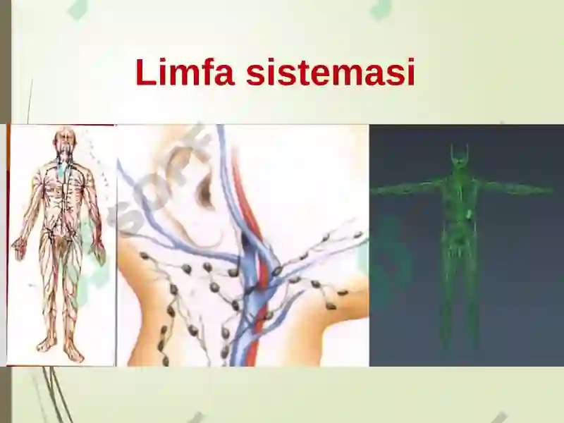Limfa sistemasi