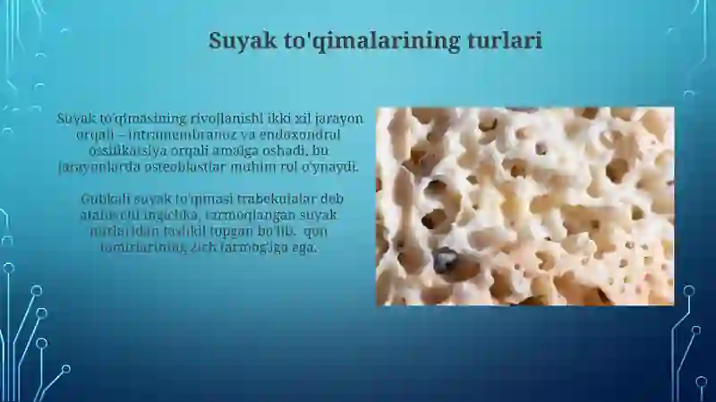 Suyak to'qimasi va muskul to'qimasi
